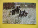 A PAIR OF BLACK BEAR - Bears