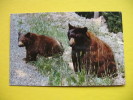 AMERICAN BLACK BEAR,SEQUOIA AND KINGS CANYON NATIONAL PARKS - Bären