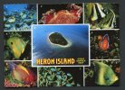 Australie - Heron Island - Great Barrier Reef - Nudibranch - Sea Slug Family - Otros & Sin Clasificación