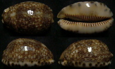 N°4248 //  CYPRAEA ARABICA   "Nelle-CALEDONIE" // F++/F+++ :  53,7mm  . - Seashells & Snail-shells
