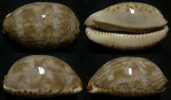 N°4250 //  CYPRAEA ARABICA SUBADULTE   "Nelle-CALEDONIE" // F+++ :  54mm  . - Muscheln & Schnecken