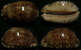 N°4256 //  CYPRAEA ARABICA DEBUT MELANISTIQUE  "Nelle-CALEDONIE" // GEM : GEANTE : 70,2mm  . - Coquillages