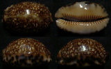 N°4259 //  CYPRAEA ASIATICA GIBBA  "Nelle-CALEDONIE" // F++ : NAINE : 47,5mm  . - Seashells & Snail-shells