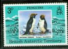 BRITISH ANTARCTIQUE MANCHOTS MACARONI - Pingouins & Manchots