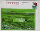 Tea Picking,tea Field,China Qushan Town Industry Advertising Pre-stamped Card - Other & Unclassified