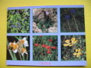 CYPRUS 1993:FLOWERS - Chypre