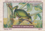 Image / Reptiles Et Batraciens / Hyla Arborea / Rainette / Frog / Animaux Animal // IM K-26/2 - Nestlé