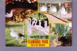 Angleterre - Flamingo Park - Isle Of Wight - Autres & Non Classés