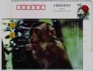 SPF Laboratory Animal Macaque Monkey,China 2000 Rare Wild Animals In Qinling Mountain Advertising Pre-stamped Card - Affen
