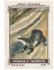 Image / Blaireau / Badger Animal Animaux  // IM K-26/4 - Nestlé