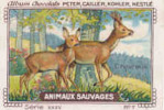 Image / Animaux Sauvages - Chevreuil  / Animal De La Forêt  // IM K-26/4 - Nestlé