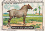 Image / Races De Chevaux - Cheval De Trait Belge / ( Equitation  Hippisme Race Cheval )  // IM K-26/4 - Nestlé