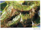 Green Tree Ants Of Queensland Unused - The Wilderness Society - Otros & Sin Clasificación