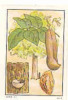 Image : Le Myroxylon Balsamum / ( Plante Botanique Arbre Tree )  // IM K-26/5 - Nestlé