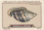 Image Ancienne / Coquillages /  Bulime Buriné / Coquillage Shells Shell // IM K-26/6 - Nestlé