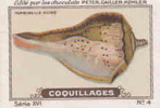 Image Ancienne / Coquillages /  Turbinelle Poire / Coquillage Shells Shell // IM K-26/6 - Nestlé