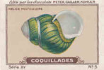 Image Ancienne / Coquillages /  Helice Muticolore / Coquillage Shells Shell // IM K-26/6 - Nestlé