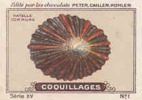 Image Ancienne / Coquillages /  Patelle Commune / Coquillage Shells Shell // IM K-26/6 - Nestlé