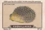 Image Ancienne / Coquillages /  Lime écailleuse / Coquillage Shells Shell // IM K-26/6 - Nestlé