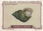 Image Ancienne / Coquillages /  Paludine Du Bengale / Coquillage Shells Shell // IM K-26/6 - Nestlé