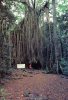 Amazing Curtain Fig Tree, Yungaburra, Atherton Tableland, Queensland, Used 1980s - Murray Views Card - Other & Unclassified