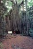 Amazing Curtain Fig Tree, Yungaburra, Atherton Tableland, Queensland, Used 1980s - Murray Views Card - Sonstige & Ohne Zuordnung