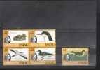 PALEU  N IVER    61/64  AE 5 - Albatros & Stormvogels