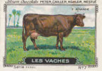 Image Ancienne / Vaches - Flamande /  ( Races Vache Race - Breed Of Cow - Agriculture Elevage  ) // IM K-26/6 - Nestlé