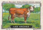 Image Ancienne / Vaches - Hereford /  ( Races Vache Race - Breed Of Cow - Agriculture Elevage  ) // IM K-26/6 - Nestlé