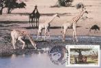 6720 -   Bophuthatswana Carte Maximum - Giraffes