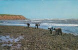 Prince-Edward-Island P.E.I. - Gathering Irish Moss At North Rustico - Stamp 1966 - 2 Scans - Andere & Zonder Classificatie
