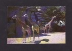 ANIMAUX - GIRAFFES - ZOOLOGICAL PARK - DETROIT MICHIGAN - BY MAURICE C HARTWICK - Jirafas