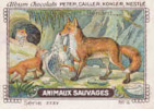 Image /  Animaux Sauvages : Renard  / ( Animal Animaux Fox ) / IM K-26/9 - Nestlé