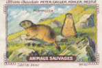 Image /  Animaux Sauvages : Marmotte  / ( Animal Animaux Montagne ) / IM K-26/9 - Nestlé