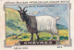 Image /  Chèvres : Race Schwarzhals /  ( Goat - Race Chèvre -  Goats ) / IM K-26/10 - Nestlé