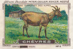 Image /  Chèvres : Chèvre Chamoisée Des Alpes /  ( Goat - Race Chèvre -  Goats ) / IM K-26/10 - Nestlé