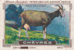 Image /  Chèvres : Race Des Alpes /  ( Goat - Race Chèvre -  Goats ) / IM K-26/10 - Nestlé