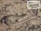 1954 -  Venda 1986 - Carte Maximum - Snakes