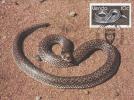 1950 -  Venda 1986 - Carte Maximum - Snakes