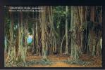 RB 774 - Jamaica Postcard - Banyan Tree Victoria Park Kingston - Giamaica