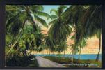 RB 774 - Jamaica Postcard - Cocoanut Grove On The Road To Morant Bay - Jamaica