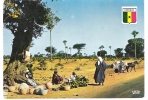 Marchandes De Mangues Et Arbre Sur Le Bord De La Route  (région Ziguinchor) - Mercanti