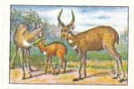 Image / Métamorphoses / Famille D' Antilopes / Antilope / Antelope  // IM 26-K7/1 - Nestlé