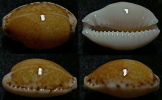 N°4282 //  CYPRAEA ACICULARIS  "BRESIL" // F+++ : 17,4mm  . - Seashells & Snail-shells