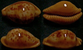 N°4294 //  CYPRAEA SURINAMENSIS  "FLORIDE" // F++/F+++ : 25mm  . - Conchas Y Caracoles