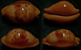 N°4295 //  CYPRAEA SURINAMENSIS  "BRESIL" // GEM : 23,6mm  . - Seashells & Snail-shells