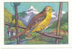 Image / La Voix De Nos Oiseaux / Le Bruant Jaune - Goldammer - Lo Zigolo Giallo / ( Oiseau Bird) / IM 26-K7/3 - Nestlé