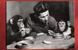 B885 Zookogischer Garten Basel, Schimpansen Zum Vieri,chimpanzé Aux Quatre Heures.Circulé En 1953. ZC No 67 - Singes