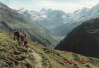 Suisse-GR Grisons, Klosters-Wanderweg Madrisa-Schlappiner -Joch, Gr. Seehorn, Kl.Seehorn, Circule Oui - Klosters