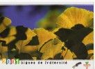 CARTE PUB       SCOUTS DE FRANCE     2001      SIGNES DE FRATERNITE - Scoutisme